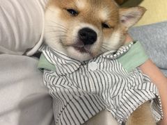 -逗柴咖啡屋·狗咖猫咖宠物桌游