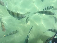 -东姑阿都拉曼海洋公园