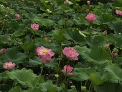 -长广溪湿地公园