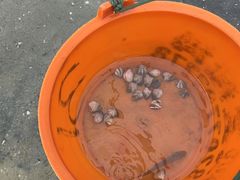 -红树林天天赶海