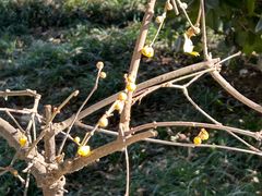 -天鹅湖体育公园