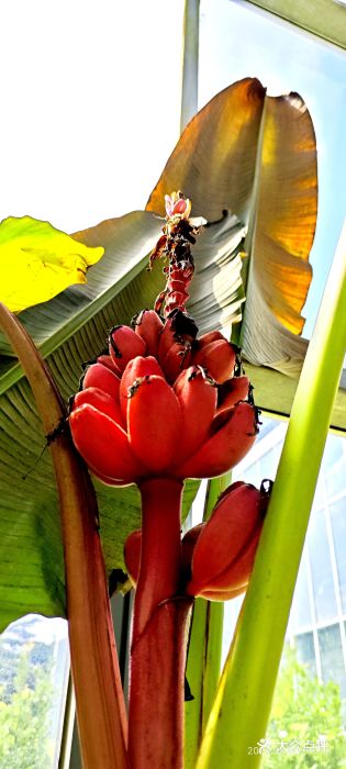 国家植物园南园图片