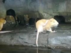 -泉城欧乐堡海洋极地世界