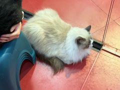 -和它·交个朋友·狗咖猫咖(爱琴海店)