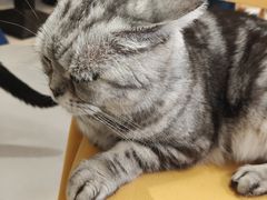 -平行世界·猫咖(首经贸店)