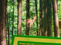 -山王坪喀斯特国家生态公园