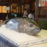 九本超级居酒屋，春日舌尖的奇妙冒险🧐