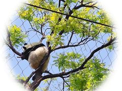 -北京动物园熊猫馆