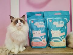 -70cat德文卷毛猫·缅因猫纯种猫舍