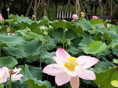 -武汉紫薇都市田园