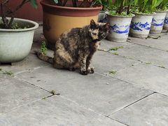-长春观
