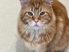 -藏猫猫咖啡主题馆(中央大道店)