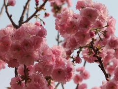 -天适樱花悠乐园