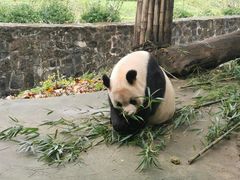 -都江堰中华大熊猫苑