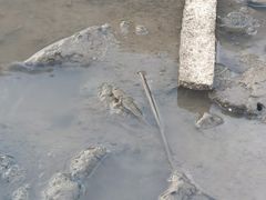 -北岐滩涂