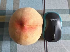 -老袁家蜜桃农场·阳山水蜜桃