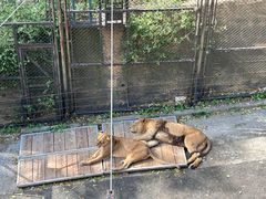 -大连森林动物园