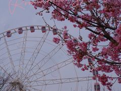 -顾村公园