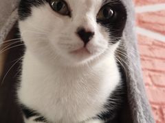 -喵屿·大理花园猫咖