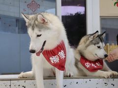 -Husky Go!哈士奇体验馆·宠物咖啡厅狗咖