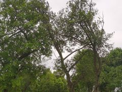 -眉山湿地公园(东坡区)