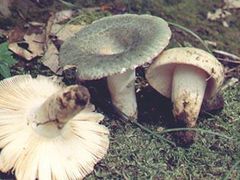-菌之家·专业纯野生菌火锅·特色炒菌