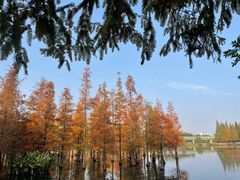 -白鹭湾湿地公园