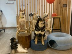 -柴迷FANS CLUB·柴犬狗咖·猫咖