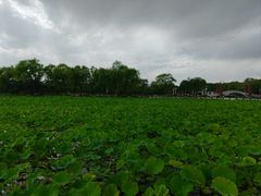 -石家庄市植物园
