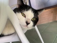 -喵屿·大理花园猫咖