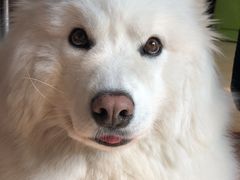 -北京京卫宠物寄养训练中心