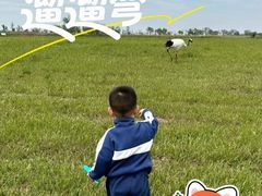 -盐城丹顶鹤湿地生态旅游区