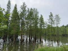 -白鹭湾湿地公园