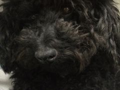 -丹景宠物医院·全科·老年病·牙科(武昌诊疗中心)
