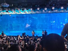 -烟台海昌鲸鲨海洋公园