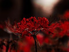 -白塘生态植物园