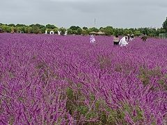 -嘉北郊野公园