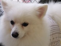 -怪兽屋·羊驼·猫咖·狗咖(俊华广场店)