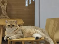 -柴迷FANS CLUB·柴犬狗咖·猫咖