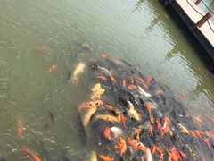 -白洋淀景区
