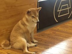 -柴务处·柴犬主题狗咖