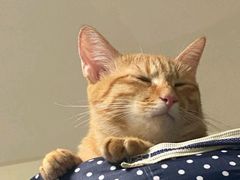 -博特宠物医院24h犬猫全科.骨科·异宠
