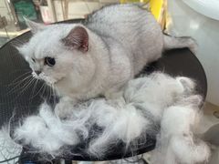 -momokira米努特·德文卷毛猫·棉花面纱犬