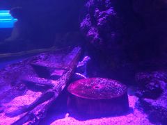 -暹罗海洋世界