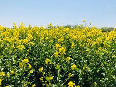 -天津武清北运河郊野公园房车露营地