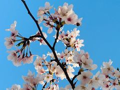 -高东镇樱花园