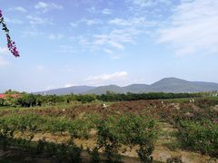 -亚龙湾国际玫瑰谷