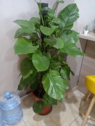 点击看大图 -Dr.林醫生产后修复·配方产康(南京江宁万达店)