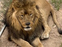 -西霞口神雕山野生动物世界