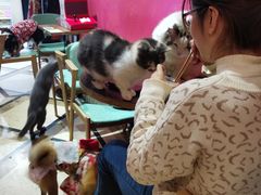 -猫色咖啡·猫咖